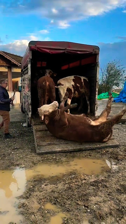 Sapi Lucu Terguling, Lembu Jinak, pedet super #sapi #lembu #cow #sapilucu #sapijumbo
