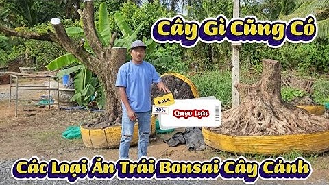 Cây Gì Cũng Có Các Loại Cây Cảnh Bonsai Quẹo Lựa 0343.08.2828
