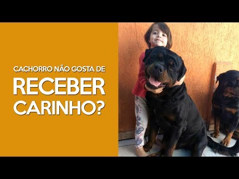 Vídeo: Você Não é Um Mau Pai De Estimação Se Seu Cachorro Não Gosta De Carinho