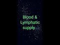 Blood Supply Lymphatic Drainage ENT ليلة الميد