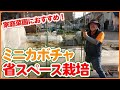 家庭菜園や農園の定番！ミニカボチャ栽培！省スペース栽培方法や土作り、種まきなどミニカボチャの育て方を徹底解説！【農園ライフ】