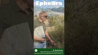 Ephedra at NALPGRU
Dr. Daniel Packer introduces Ephedra, a genus of plants traditionally used to the production of medicines. The national Ephedra collection is maintained at the National Arid Land Plant Genetic Resources Unit (NALPGRU) in Parlier, California.
NALPGRU is an important part of the USDA National Plant Germplasm System (NPGS). Funding for this video was provided by USDA-Agricultural Research Service, with additional support from Colorado State University. USDA is an equal opportunity provider, employer, and lender. Ephedra at NALPGRU