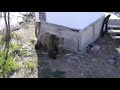 Kamchatka Bears - View from roof / Камчатские медведи -вид с крыши.