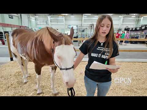 York State Fair: Horse Grounding