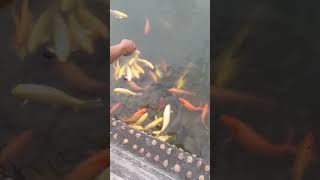 🐋Awesome Fishing🎣 | Good Skill Fishing Easy To Use On River #Fishing #Short Videos [JPC Fishing]
