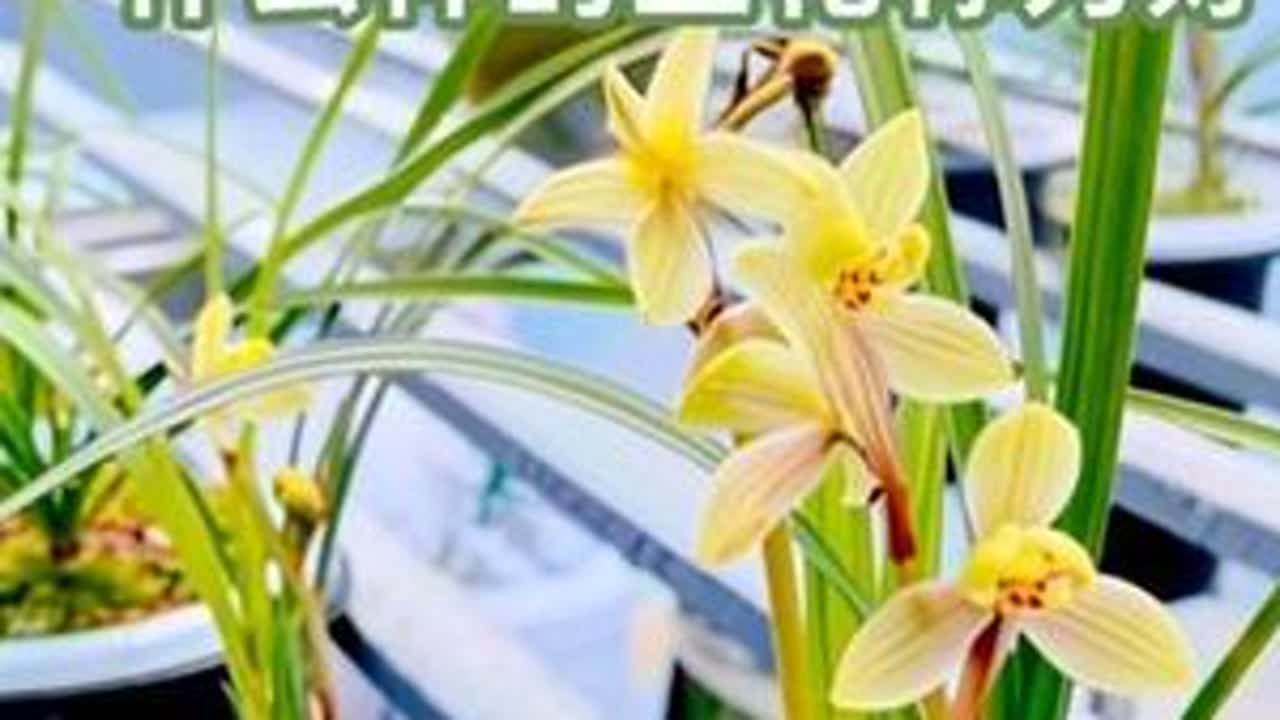 什么样的兰花称为好花（五字真经之二:型）#兰花 #兰花日常管理 #兰花种植 #花卉绿植 #阳台种植