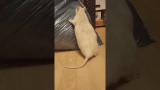 My fat rat should running around during his free roaming but he has different opinion about that