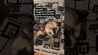 #believeinyourself #frenchie #cutsie