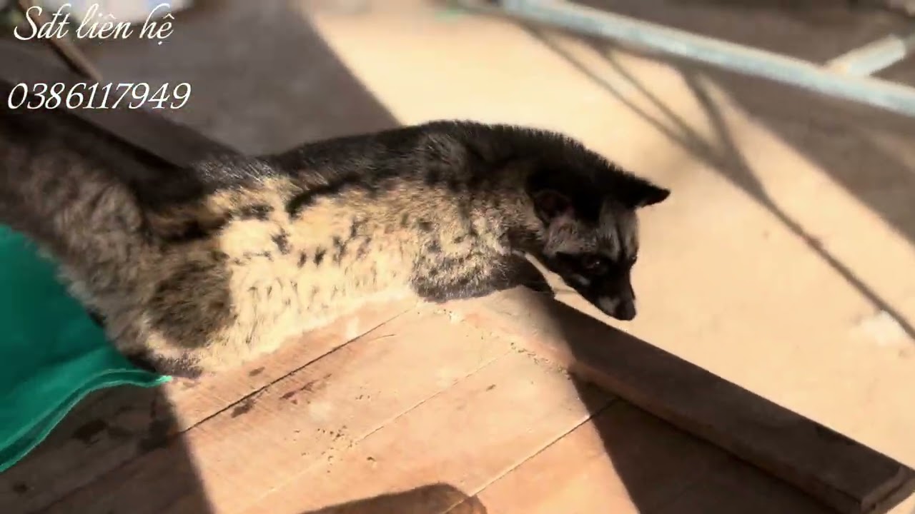 Giao chồn cho khách ở Đồng Tháp