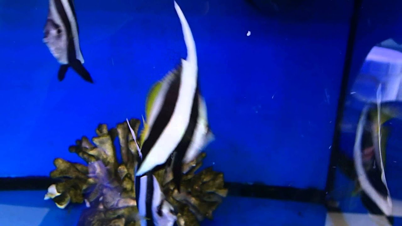 Heniochus Diphreute, 100% REEF SAFE