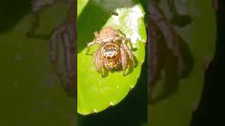 Aranha dos arbustos #spider #viral