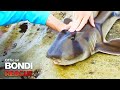 Port Jackson Shark Visits the Kid's Pool | Best of Bondi Rescue