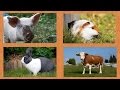 Развивающие видео для малышей - Учим названия домашних животных