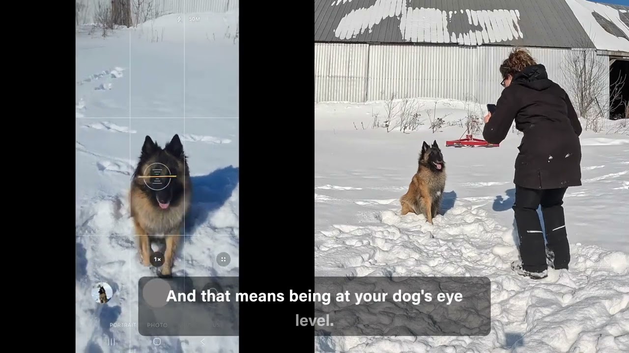 Dog photography 101 with your phone