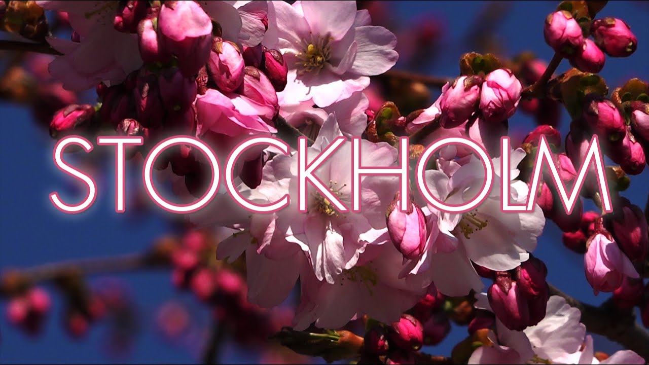 Cherry blossom in Stockholm 2021 🌸