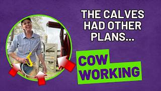 Castrating & Working Calves