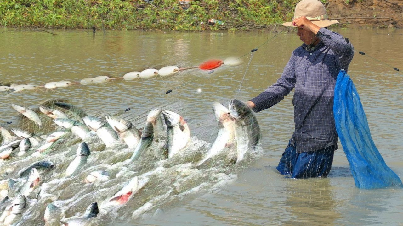 Fishing Video In River | Best Net Fishing Video In Cambodia#26