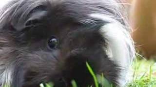 Cavia 2