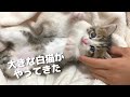大きな白猫と初対面！！物怖じしない子猫と、４ヶ月ミケちゃん