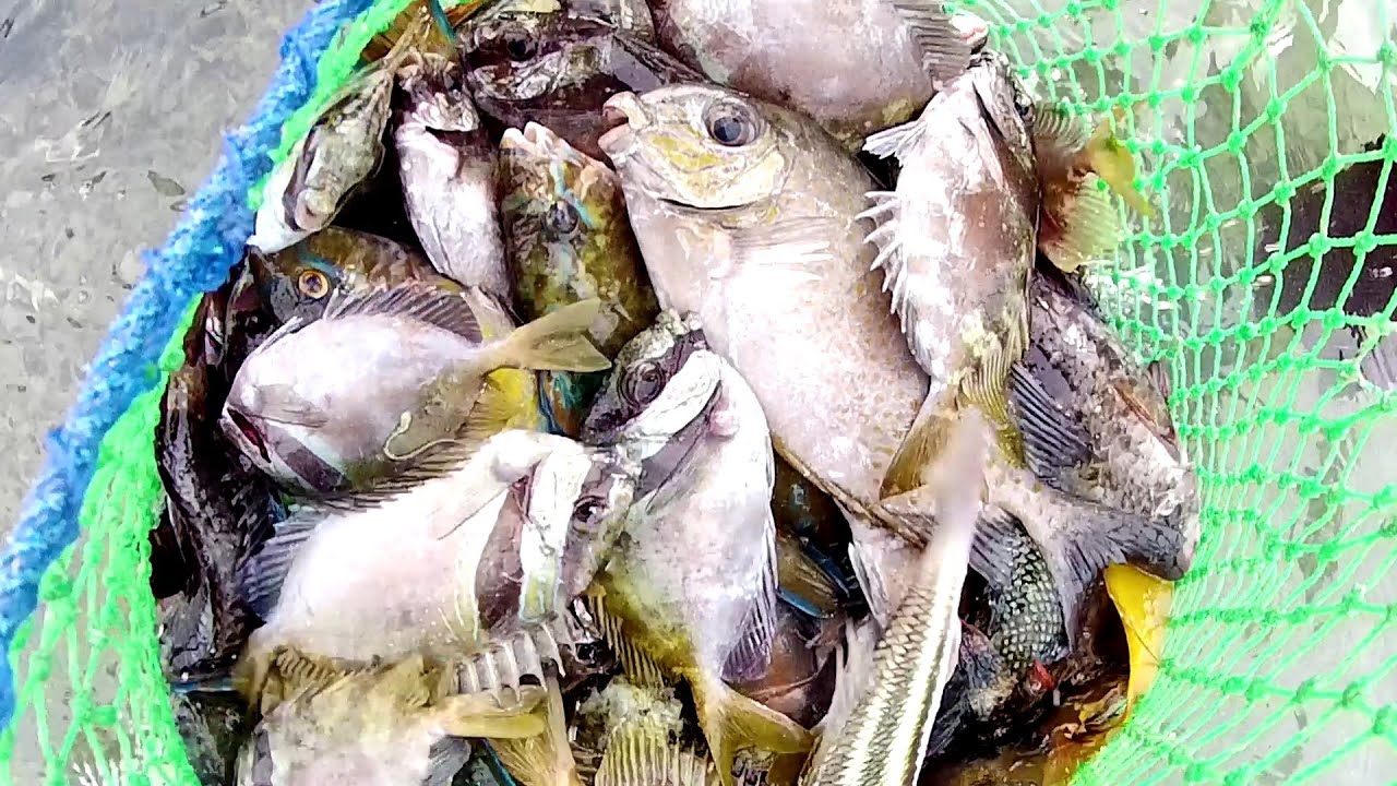 Keahlian jaring ikan karang yang luar biasa, Menangkap Banyak Ikan Besar - Jaring Tradisional
