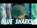 Blue sharks kids song all about sharks for children educational animal for kids baby music