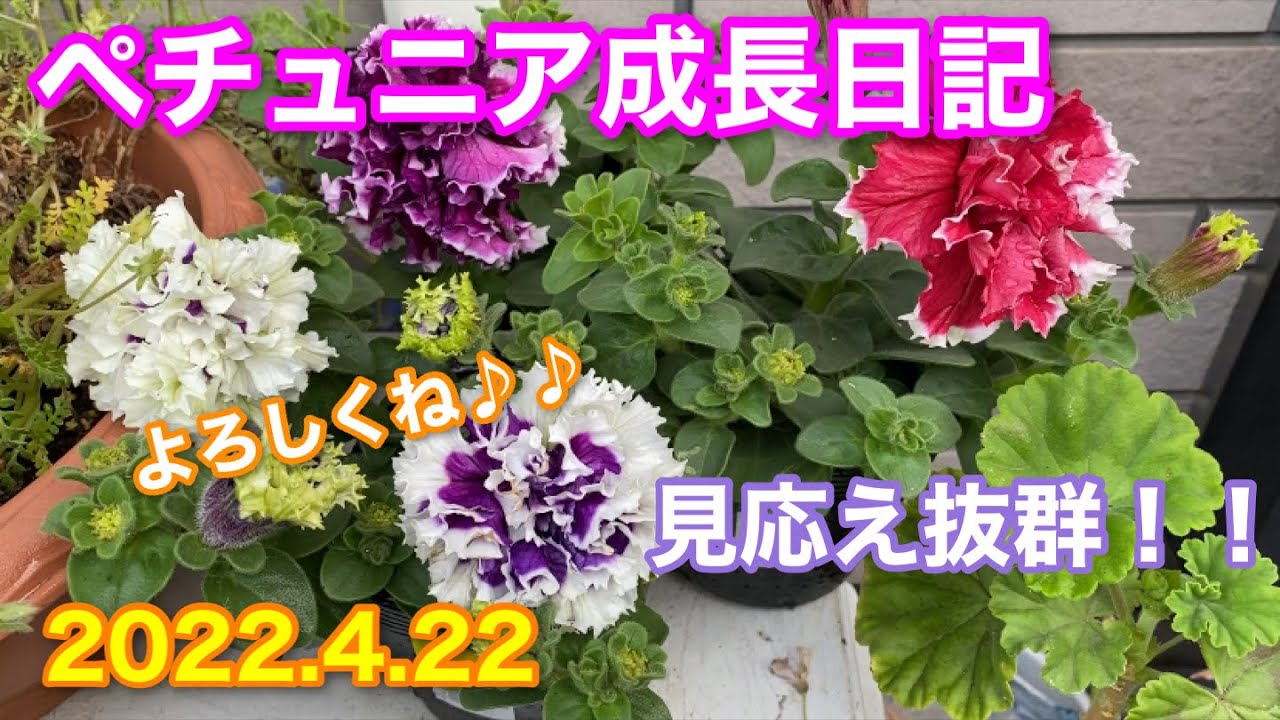 ペチュニア 2種類の八重咲きペチュニアを育てます Youtube