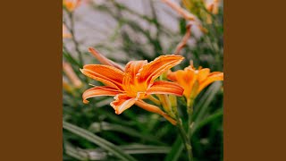 Download Lagu Barra MP3