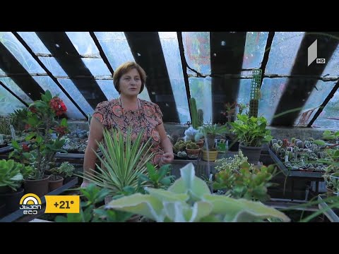 #ახალიდღე რუბრიკა #რეგიონი - მასწავლებელი, რომელმაც საკუთარ ეზოში ულამაზესი ორანჟერეა მოაწყო