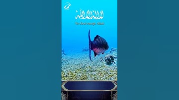 ماتيسر من سورة الحشر الاية [23.24] محمد الطبلاوي  💚 هو الله الذي لا اله الا هو ، الملك القدوس