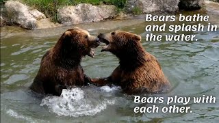 Bears bathe and splash in the water. Bears play with each other.