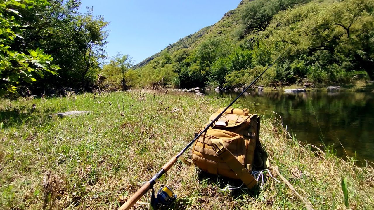 PESCA de TARUCHAS en el río. SALIO una tarucha MONSTRUOSA. #pesca #shimano #taruchas 