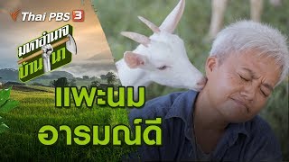 แพะนมอารมณ์ดี : มหาอำนาจบ้านนา (29 ธ.ค. 62)