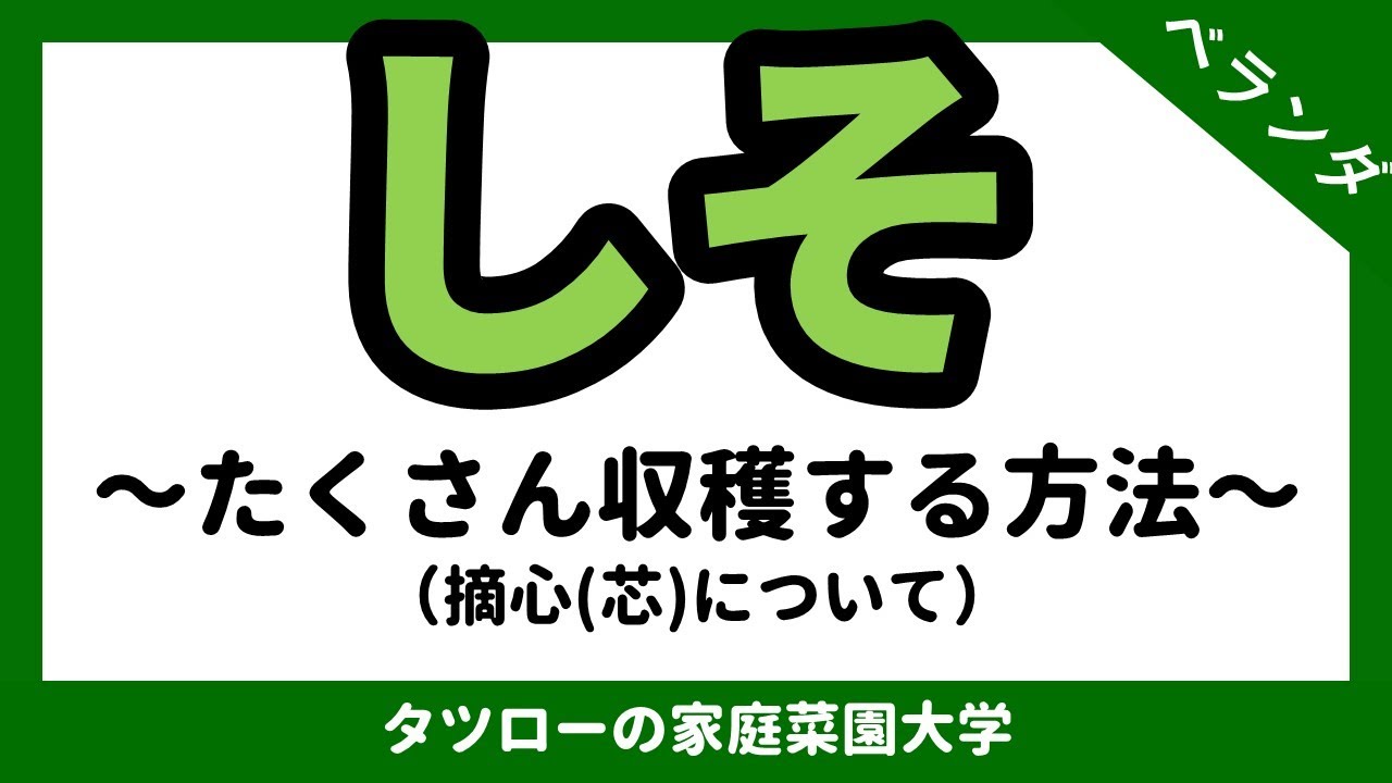 家庭菜園 しそをたくさん収穫する方法 摘心について 大葉 シソ 紫蘇 摘芯 Youtube