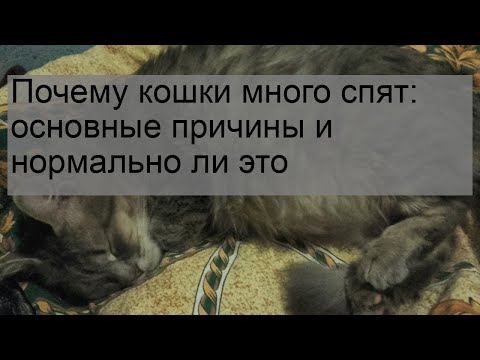 Почему кошки много спят: основные причины и нормально ли это