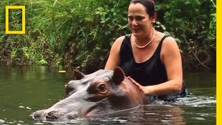 人間界と野生を行き来するカバ | ナショジオ