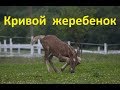 Родился "кривой" жеребенок