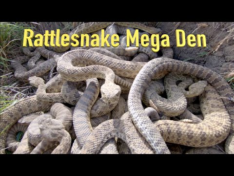 RattleSnake Mega Den Footage This is on