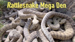 RattleSnake Mega Den Footage by Michael Delaney 329,198 views 4 years ago 6 minutes, 47 seconds