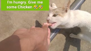 My hungry cat love to eat Chicken all the time