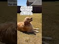 To listen or not to listen? #funnydogvideos #goldenretriever #viral #shorts #dogshorts