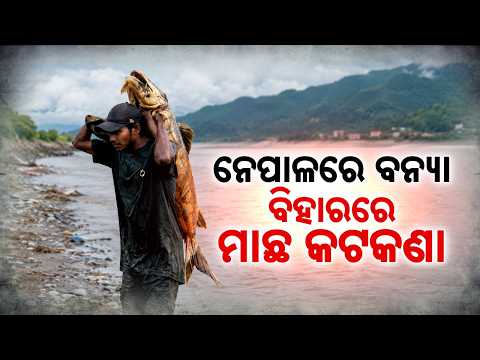 Bihar Flood Alert: Govt Warns Against Eating Unknown Fish Swept From Nepal | Argus News