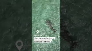 #Baby #dugong sighting!
A rare wildlife sighting of a calf swimming alongside its parents in Indonesia’s central Alor archipelago. Fishers spotted the calf in the bay of Mali Beach last October. Its presence indicates the success of several decades of community-led conservation efforts in these waters to protect and expand seagrass meadows. Seagrass meadows are vital habitat and food sources for dugongs and other marine life. #Baby #dugong sighting!