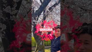 Do you like cherry blossoms?