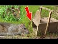 (New) Amazing Quick Mouse Box Trap Using Tree, Best Trap, Easy Make, Easy To Use, How To Create It 1