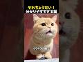 それちょうだい!分かりやすすぎる猫