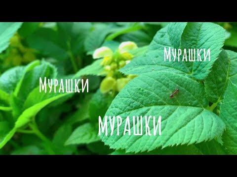 АСМР ПРОГУЛКА В ЛЕСУ С ТОБОЙ /ЗАКРОЙ ГЛАЗКИ И РАССЛАБЛЯЙСЯ /ASMR RUSSIAN NATURE