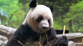 2025.07.05 今日のパンダ（3888日目）[8K] - YouTube