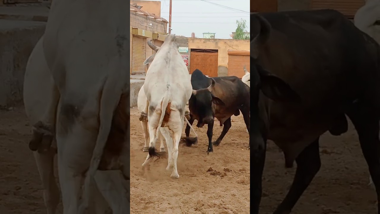 Hubertus op de bronstplek/ At rutting spot Extra lang!