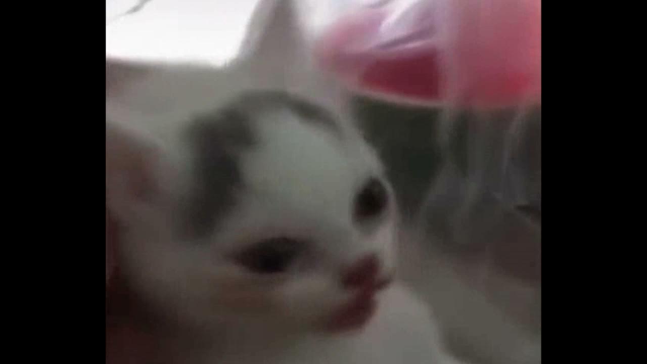 Кот с арбузом мем