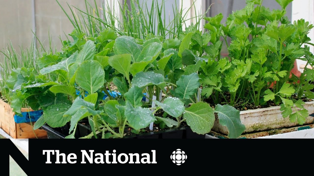 Questioning why vegetable seeds are taxed when produce isn’t YouTube